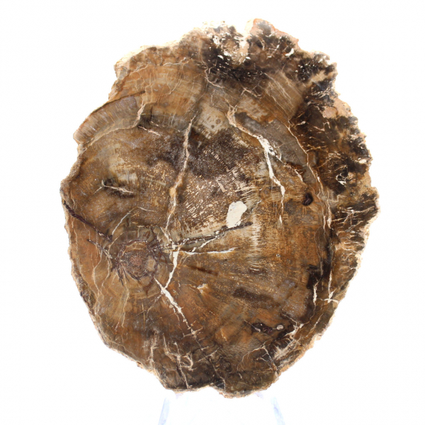 Pequeño adorno de madera petrificada pulida, rebanada fósil natural, Madagascar Pequeño adorno de madera petrificada pulida, rebanada fósil natural, Madagascar