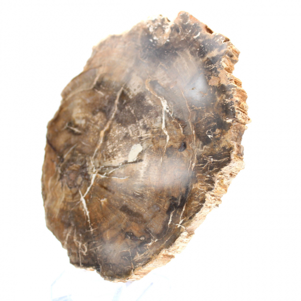 Pequeño adorno de madera petrificada pulida, rebanada fósil natural, Madagascar Pequeño adorno de madera petrificada pulida, rebanada fósil natural, Madagascar