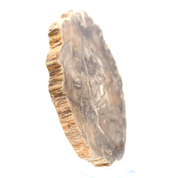 Pequeño adorno de madera petrificada pulida, rebanada fósil natural, Madagascar Pequeño adorno de madera petrificada pulida, rebanada fósil natural, Madagascar
