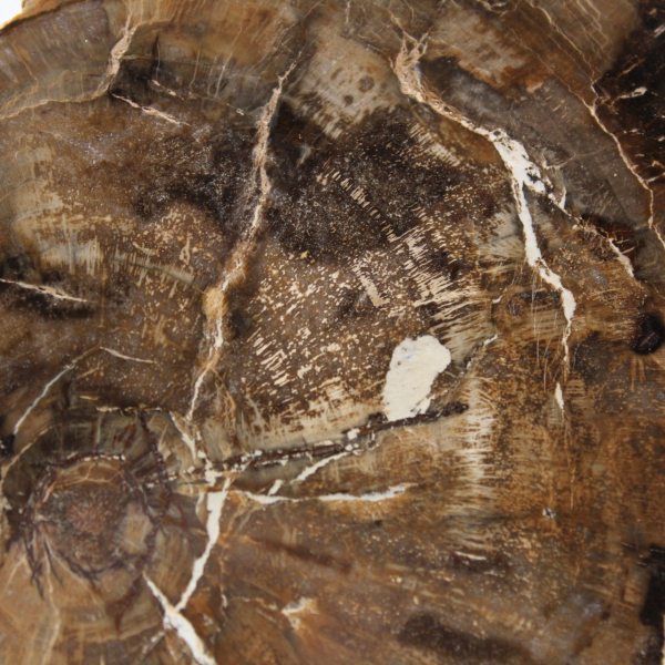 Pequeño adorno de madera petrificada pulida, rebanada fósil natural, Madagascar Pequeño adorno de madera petrificada pulida, rebanada fósil natural, Madagascar