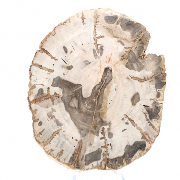 Rodaja de madera petrificada pulida, espécimen de árbol fósil, Madagascar Rodaja de madera petrificada pulida, espécimen de árbol fósil, Madagascar