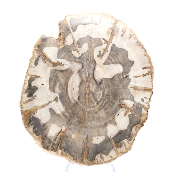 Rodaja de madera petrificada pulida, espécimen de árbol fósil, Madagascar Rodaja de madera petrificada pulida, espécimen de árbol fósil, Madagascar