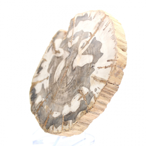 Rodaja de madera petrificada pulida, espécimen de árbol fósil, Madagascar Rodaja de madera petrificada pulida, espécimen de árbol fósil, Madagascar