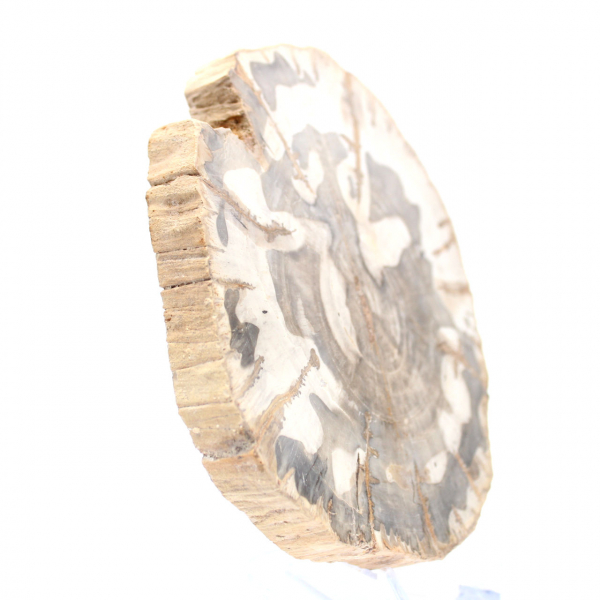 Rodaja de madera petrificada pulida, espécimen de árbol fósil, Madagascar Rodaja de madera petrificada pulida, espécimen de árbol fósil, Madagascar