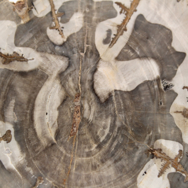 Rodaja de madera petrificada pulida, espécimen de árbol fósil, Madagascar Rodaja de madera petrificada pulida, espécimen de árbol fósil, Madagascar