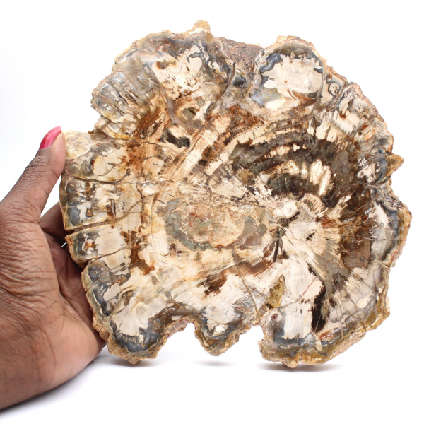 Madera fosilizada (rodaja), adorno pulido, pieza de colección, Madagascar Madera fosilizada (rodaja), adorno pulido, pieza de colección, Madagascar