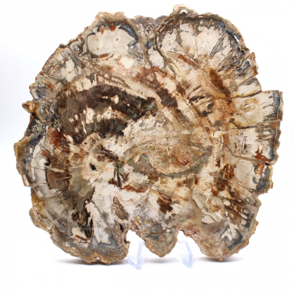 Madera fosilizada (rodaja), adorno pulido, pieza de colección, Madagascar Madera fosilizada (rodaja), adorno pulido, pieza de colección, Madagascar