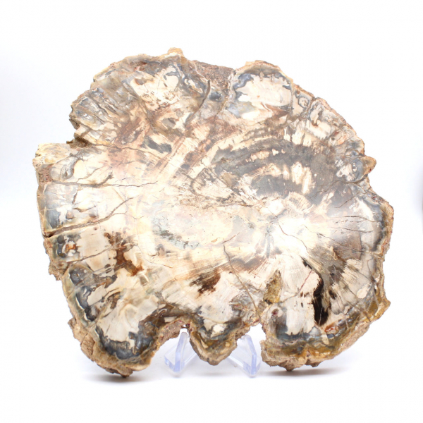 Madera fosilizada (rodaja), adorno pulido, pieza de colección, Madagascar Madera fosilizada (rodaja), adorno pulido, pieza de colección, Madagascar