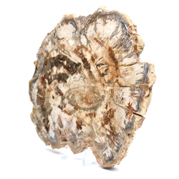 Madera fosilizada (rodaja), adorno pulido, pieza de colección, Madagascar Madera fosilizada (rodaja), adorno pulido, pieza de colección, Madagascar