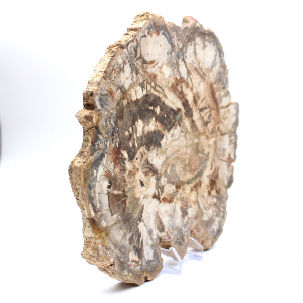 Madera fosilizada (rodaja), adorno pulido, pieza de colección, Madagascar Madera fosilizada (rodaja), adorno pulido, pieza de colección, Madagascar