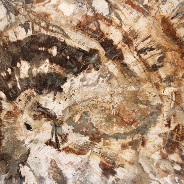 Madera fosilizada (rodaja), adorno pulido, pieza de colección, Madagascar Madera fosilizada (rodaja), adorno pulido, pieza de colección, Madagascar
