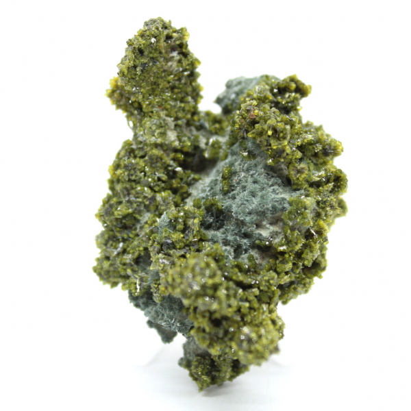 Episodio marroquí verde en la roca anfitriona