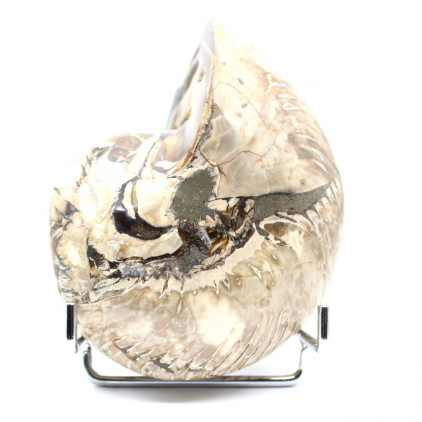 Amonita pulida coleccionable de Madagascar: auténtico ejemplar decorativo