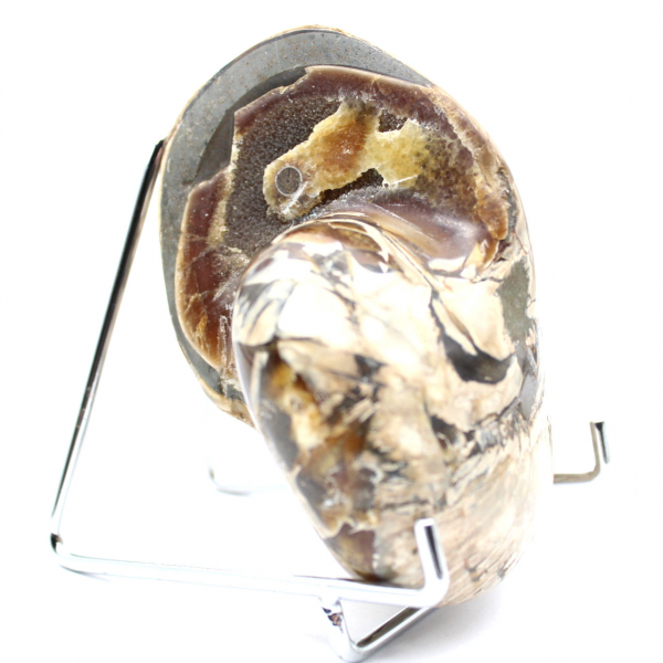 Amonita pulida coleccionable de Madagascar: auténtico ejemplar decorativo