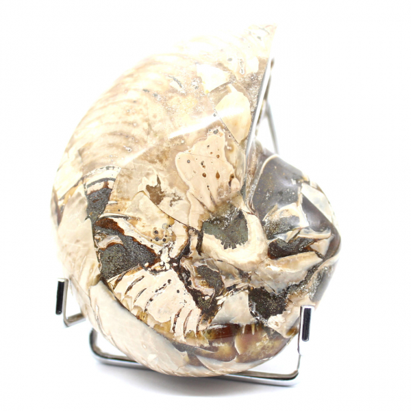 Amonita pulida coleccionable de Madagascar: auténtico ejemplar decorativo