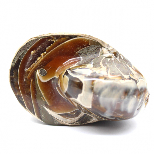 Fósil de amonita pulido de Madagascar - Decoración y ciencia geológica