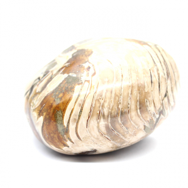 Fósil de amonita pulido de Madagascar - Decoración y ciencia geológica