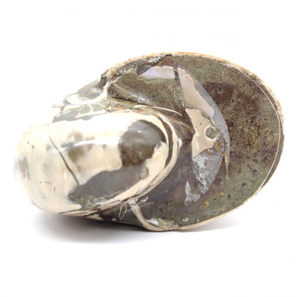 Ejemplar de amonita de Madagascar: fósil pulido para coleccionistas