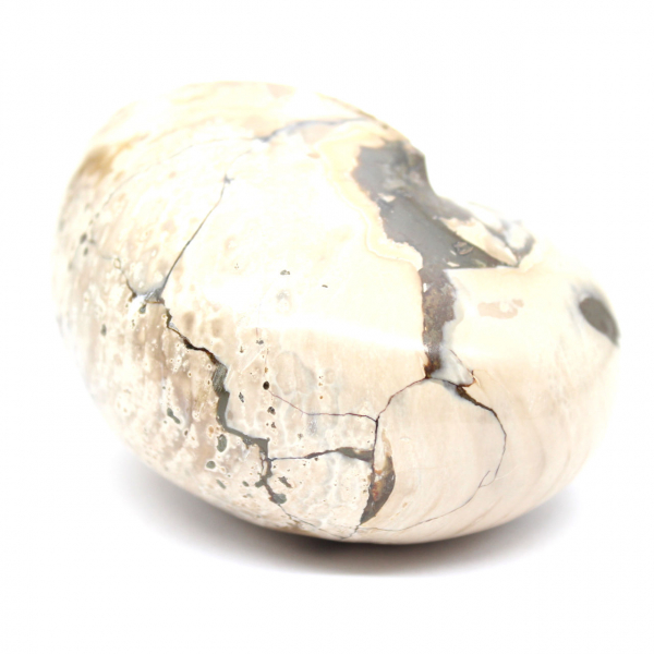 Ejemplar de amonita de Madagascar: fósil pulido para coleccionistas