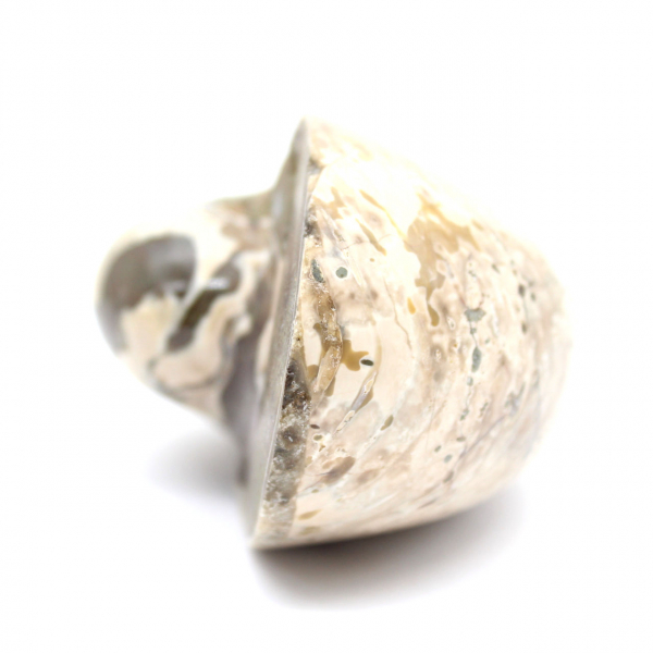 Ejemplar de amonita de Madagascar: fósil pulido para coleccionistas