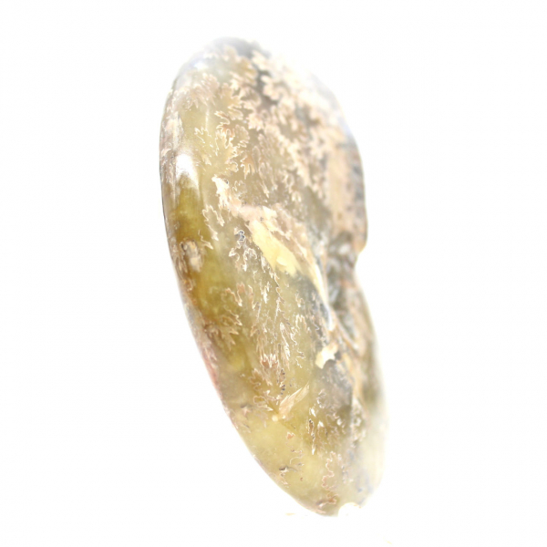 Amonita fósil pulida de Madagascar: ejemplar estrecho y esbelto