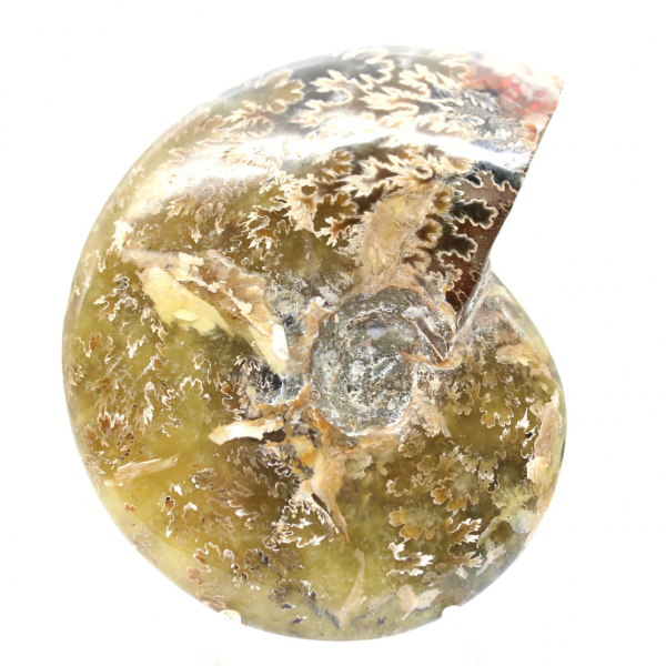 Amonita fósil pulida de Madagascar: ejemplar estrecho y esbelto