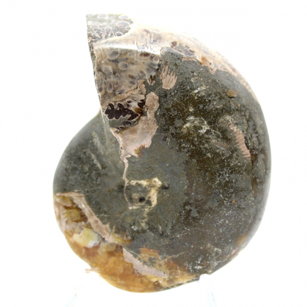 Amonita fósil pulida de alta calidad: pieza decorativa natural
