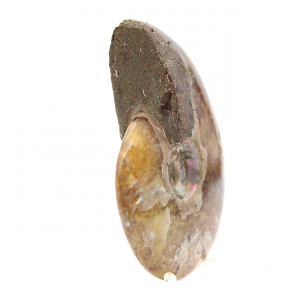 Amonita pulida - Fósil de Madagascar para coleccionismo y decoración (60 g)