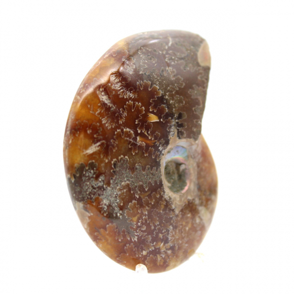 Amonita pulida - Fósil de Madagascar para coleccionismo y decoración (60 g)