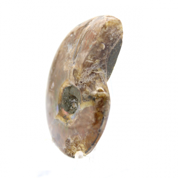 Amonita pulida más pequeña - Fósil de Madagascar (35 g)