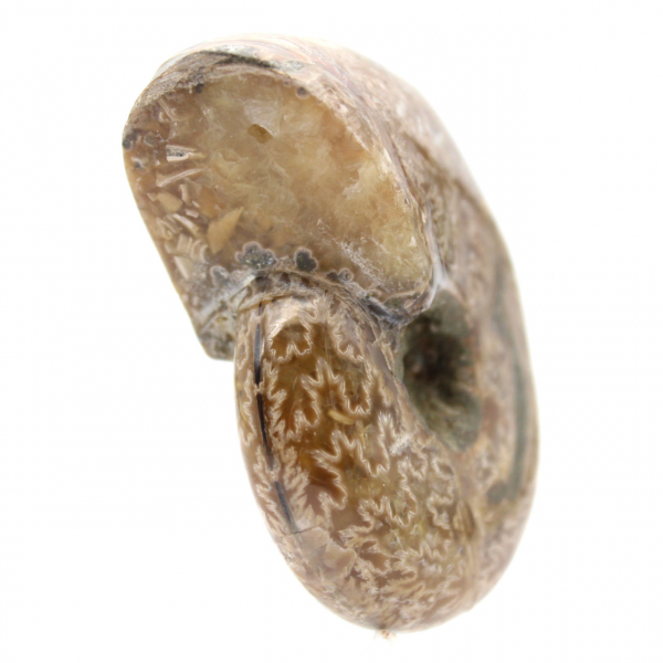 Amonita pulida para coleccionistas: tesoro fósil de Madagascar (100 g)