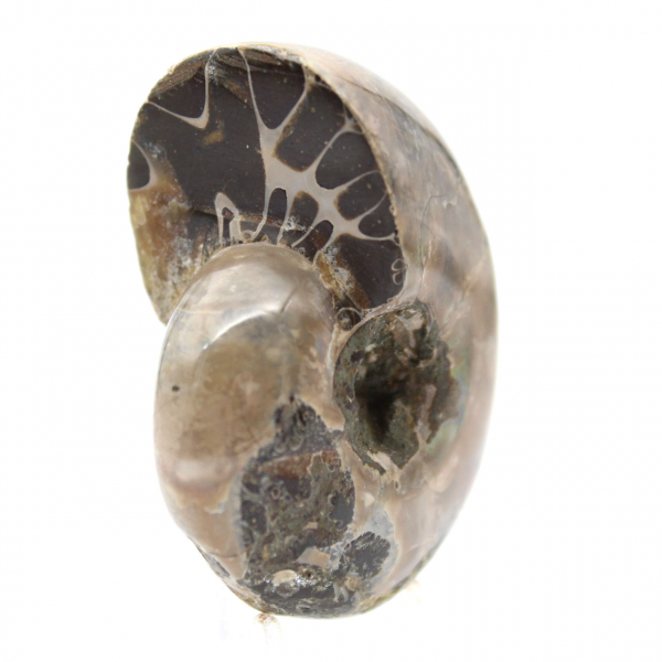 Amonita pulida - Pequeño ejemplar de colección de Madagascar (80 g)