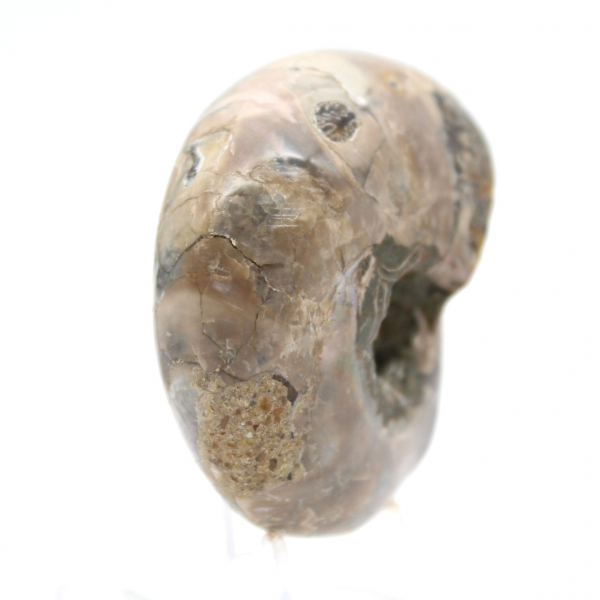 Amonita pulida - Pequeño ejemplar de colección de Madagascar (80 g)