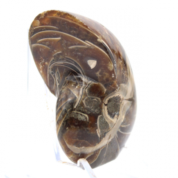 Amonita pulida - Ejemplar de colección estrecha de Madagascar (120 g)