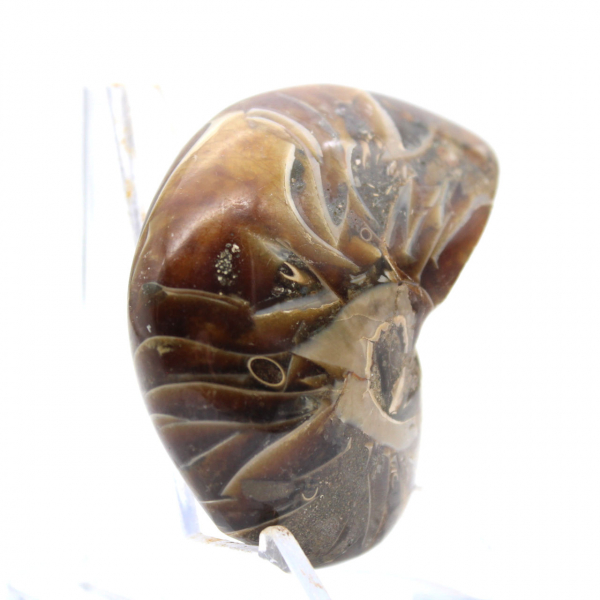 Amonita pulida - Ejemplar de colección estrecha de Madagascar (120 g)