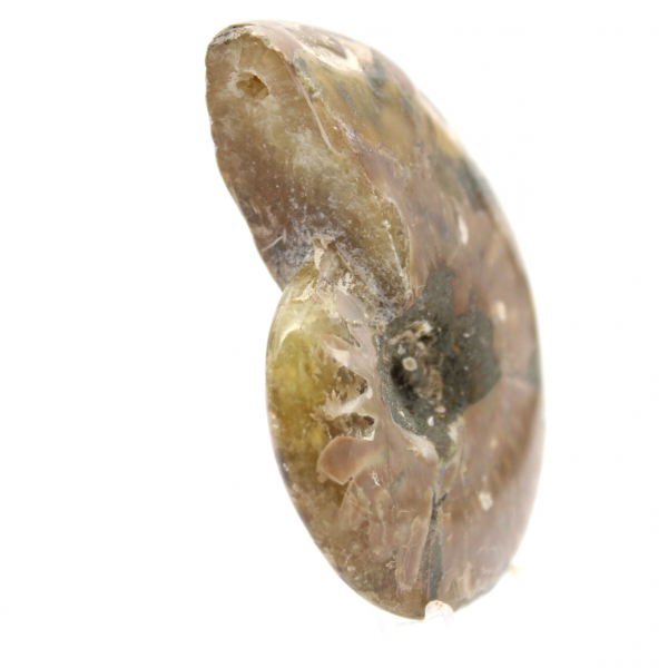 Pequeño fósil de amonita pulido: ejemplar auténtico de Madagascar