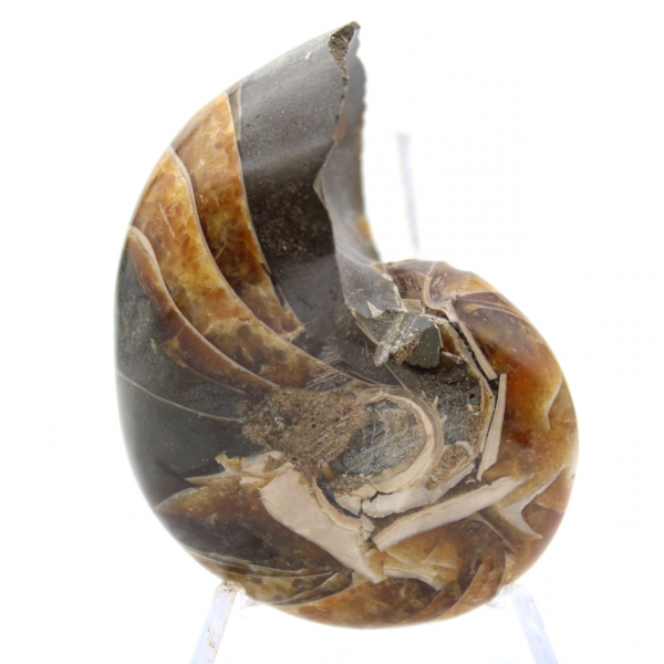 Amonita pulida de Madagascar: ejemplar compacto para coleccionistas