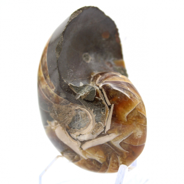 Amonita pulida de Madagascar: ejemplar compacto para coleccionistas