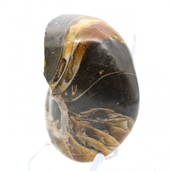 Amonita pulida de Madagascar: ejemplar compacto para coleccionistas