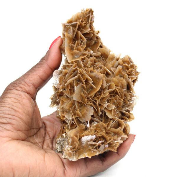 Moneda marroquí de barita con cristales marrones