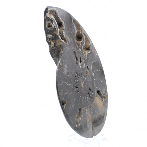 Amonita fósil decorativa pulida: ejemplar de Madagascar