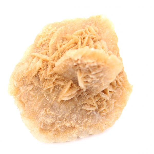 Rosa del desierto marroquí: una enorme roseta de colección