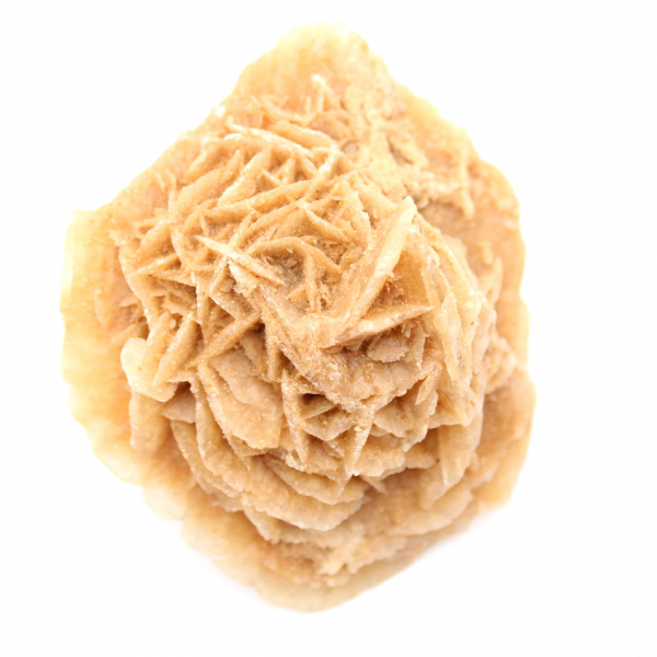 Rosa del desierto marroquí: una enorme roseta de colección