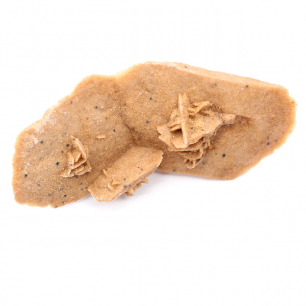 Rosa del desierto alargada de Marruecos: un espécimen geológico