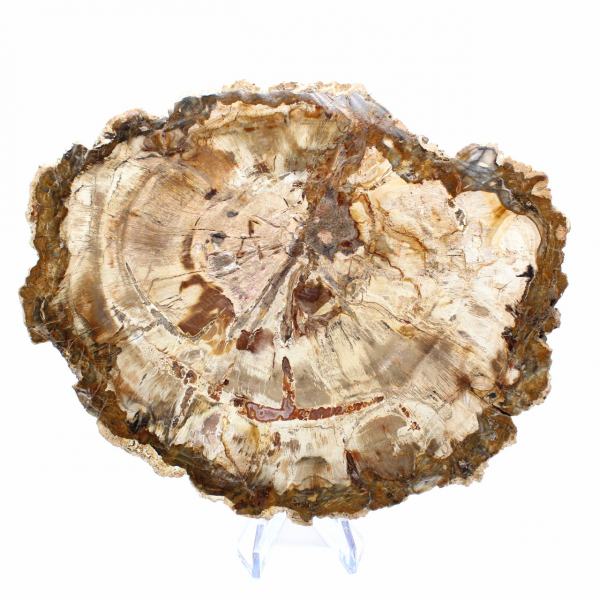 Trozo de madera petrificada de Madagascar - Ejemplar de colección