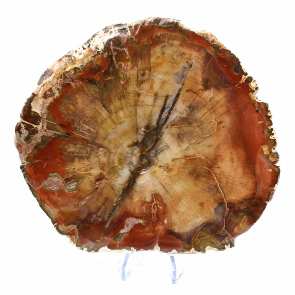 Rebanada de madera fósil de Majunga - Objeto decorativo natural