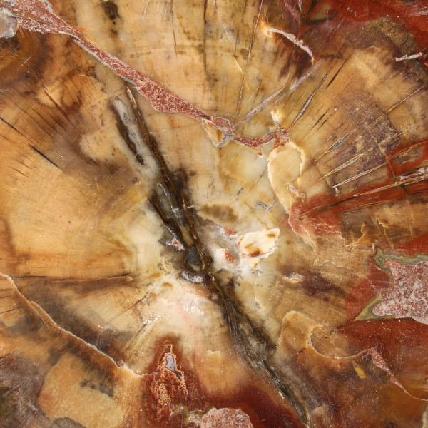 Rebanada de madera fósil de Majunga - Objeto decorativo natural