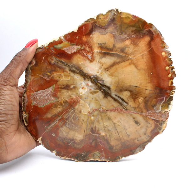 Rebanada de madera fósil de Majunga - Objeto decorativo natural