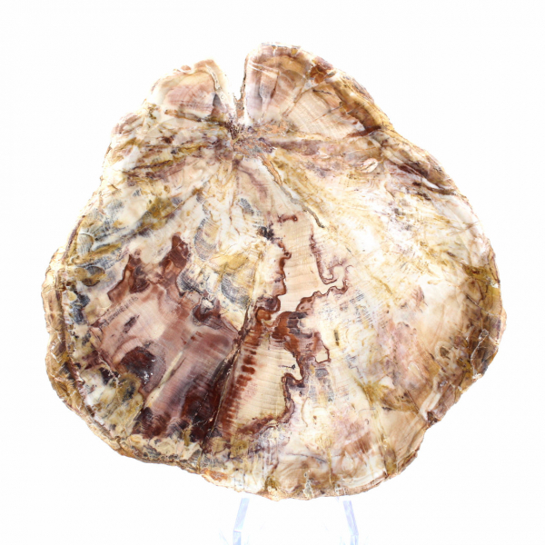 Madera petrificada de Madagascar - Sección pulida para coleccionistas