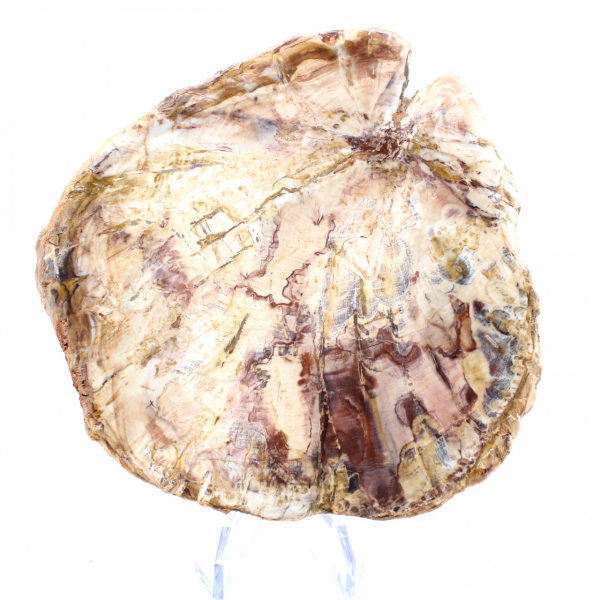 Madera petrificada de Madagascar - Sección pulida para coleccionistas